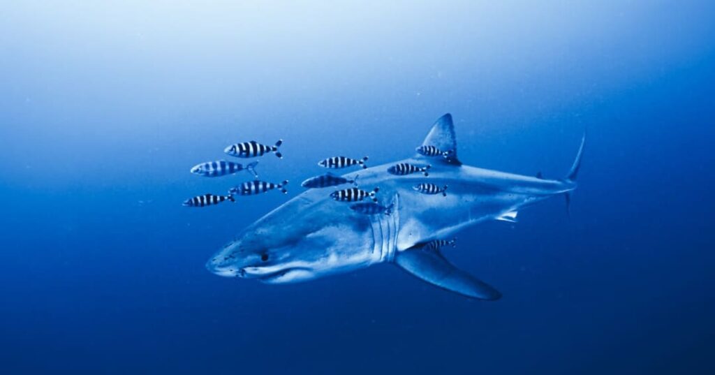El tiburón blanco del Mediterráneo es captado en su hábitat natural 2 tiburón blanco adulto en el Mediterráneo