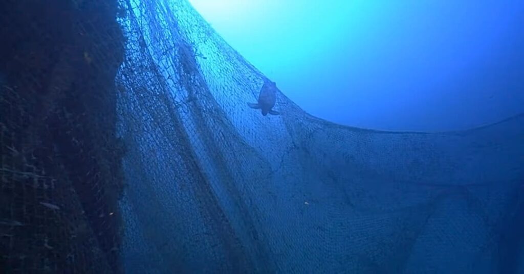 El tiburón blanco del Mediterráneo es captado en su hábitat natural 6 tiburón blanco adulto en el Mediterráneo