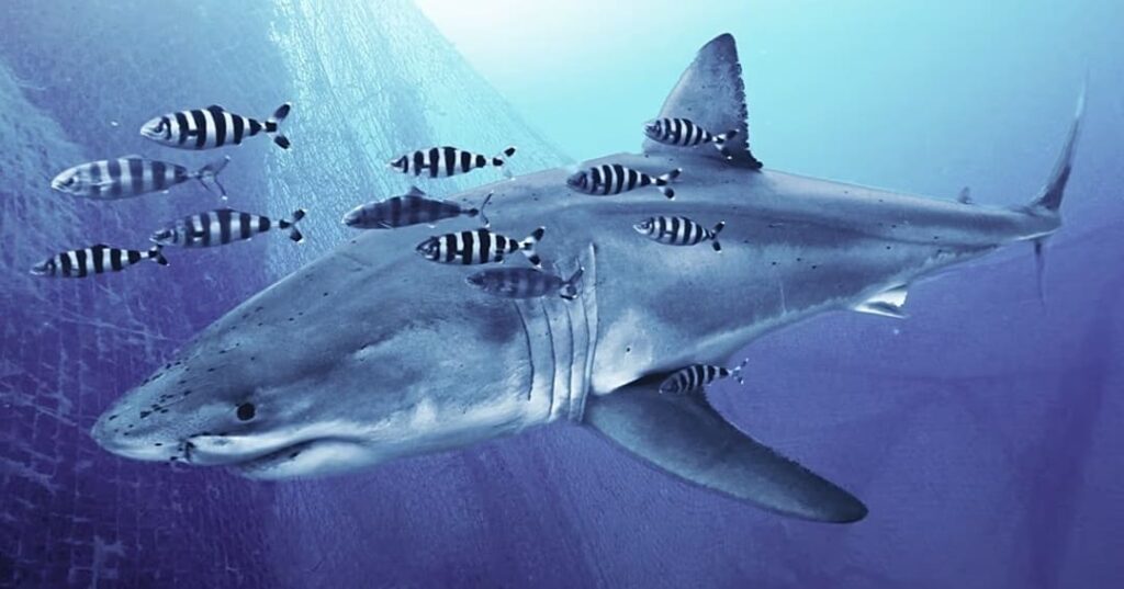 El tiburón blanco del Mediterráneo es captado en su hábitat natural 1 tiburón blanco adulto en el Mediterráneo