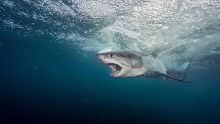 tiburón blanco adulto en el Mediterráneo