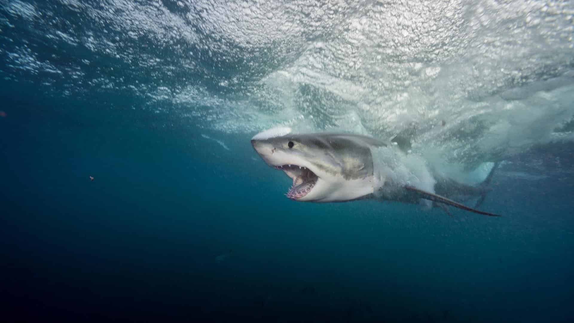 tiburón blanco adulto en el Mediterráneo