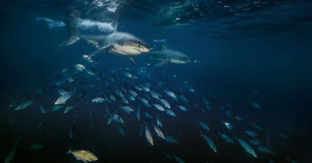 El tiburón blanco del Mediterráneo es captado en su hábitat natural 5 tiburón blanco adulto en el Mediterráneo