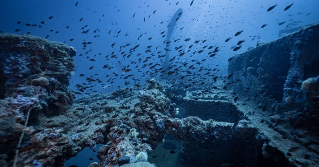 El tiburón blanco del Mediterráneo es captado en su hábitat natural 4 tiburón blanco adulto en el Mediterráneo