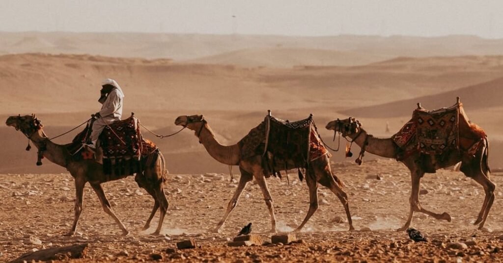 Egipto cambia camellos por buses eléctricos en las Pirámides de Guiza 6 Egipto reemplaza paseos en camello en las Pirámides de Guiza