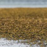 Del Caribe panameño a Oxford: el sargazo contra la malaria