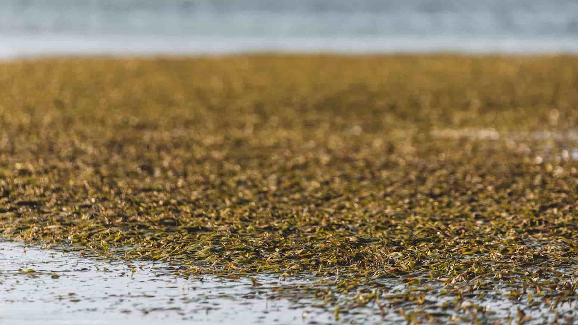 investigación panameña sobre el potencial del sargazo