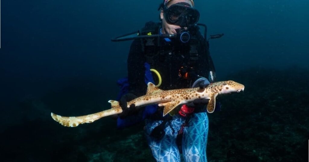 nueva especie de tiburón caminante descubierta