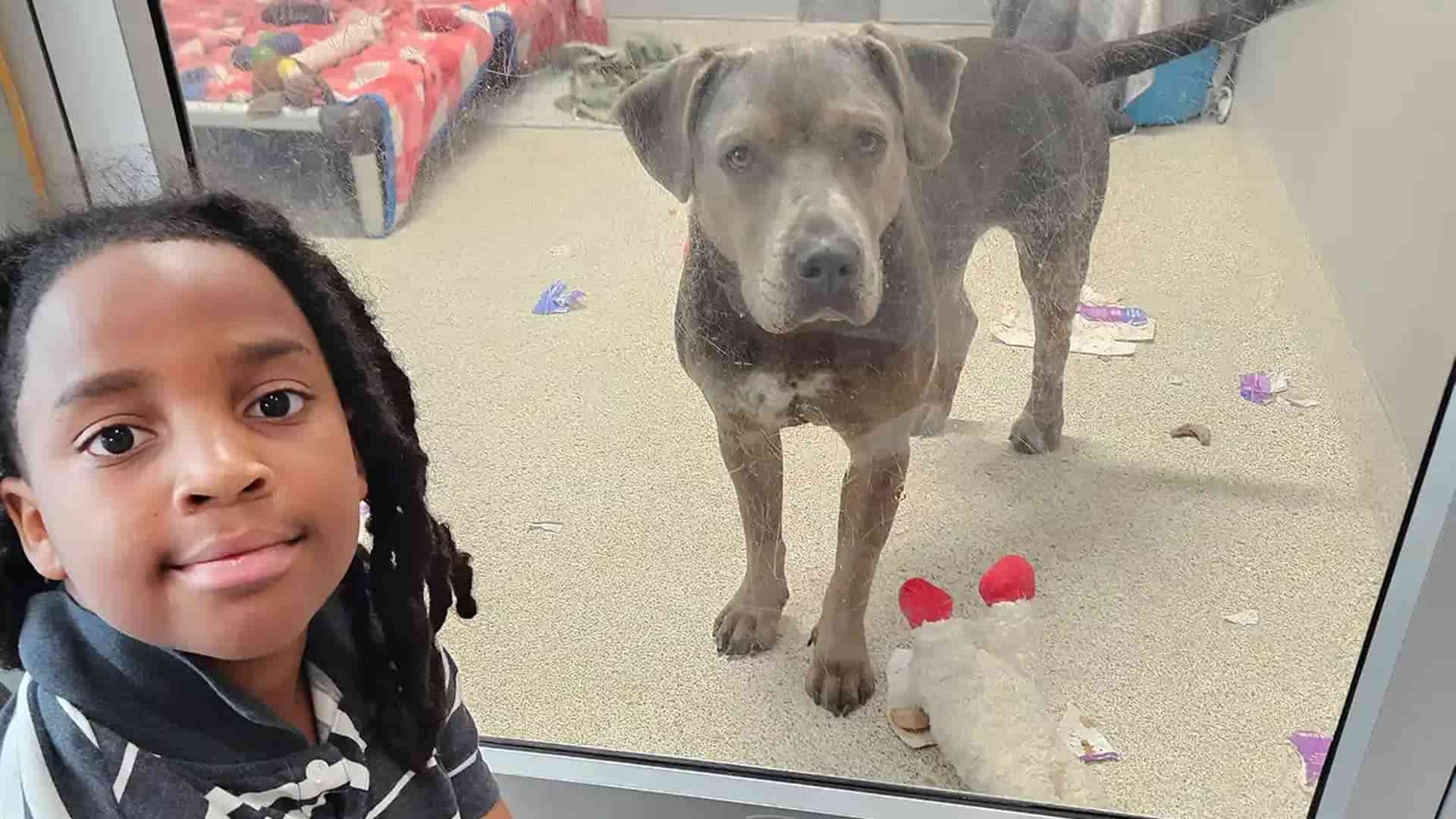 Niño voluntario lee cuentos a perros y gatos