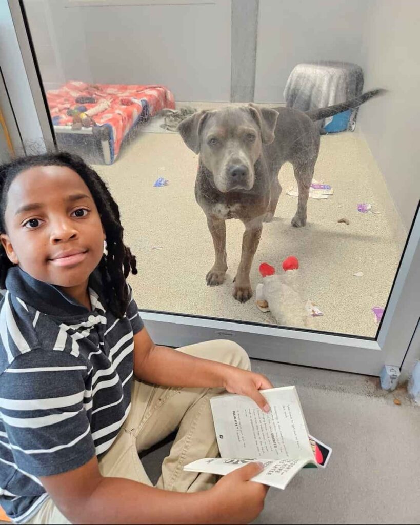 Niño voluntario lee cuentos a perros y gatos