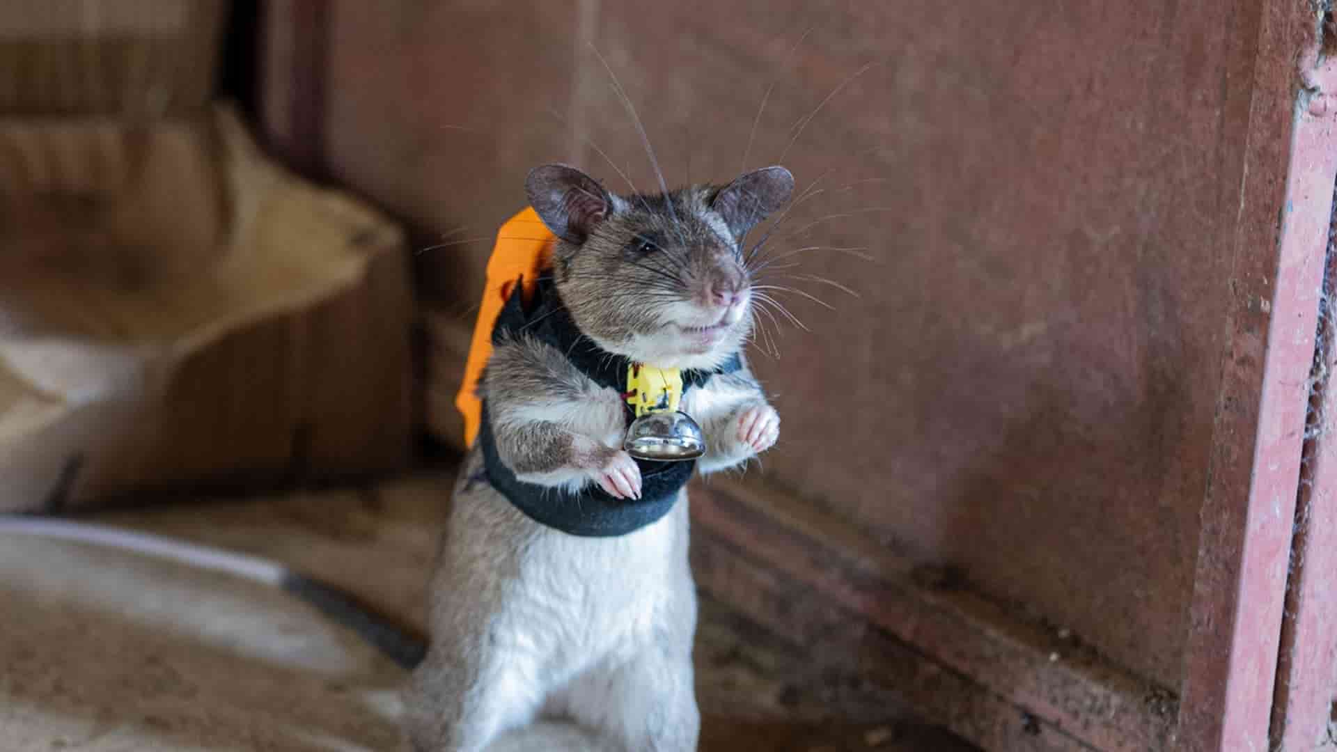 ratas con mochilas inteligentes de APOPO
