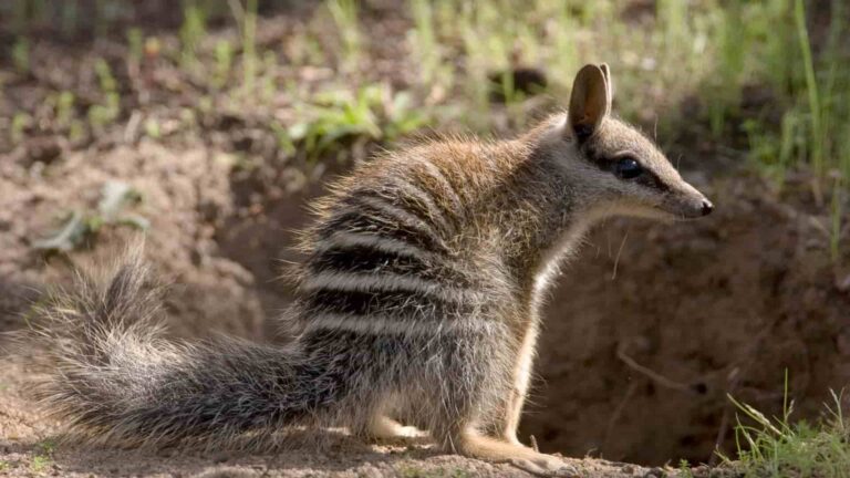 recuperación del numbat en Australia