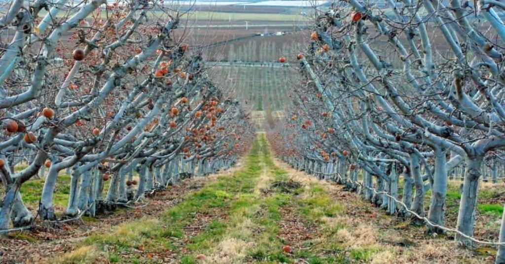 Donó su campo vacío al pueblo para convertirlo en huerto comunitario 1 hombre dona campo vacío a su pueblo