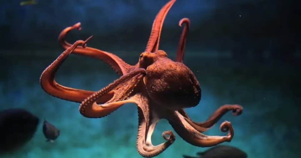 inteligencia de los pulpos y su mente alienígena