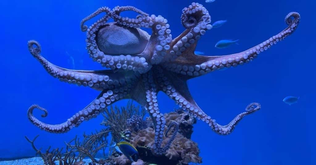 inteligencia de los pulpos y su mente alienígena