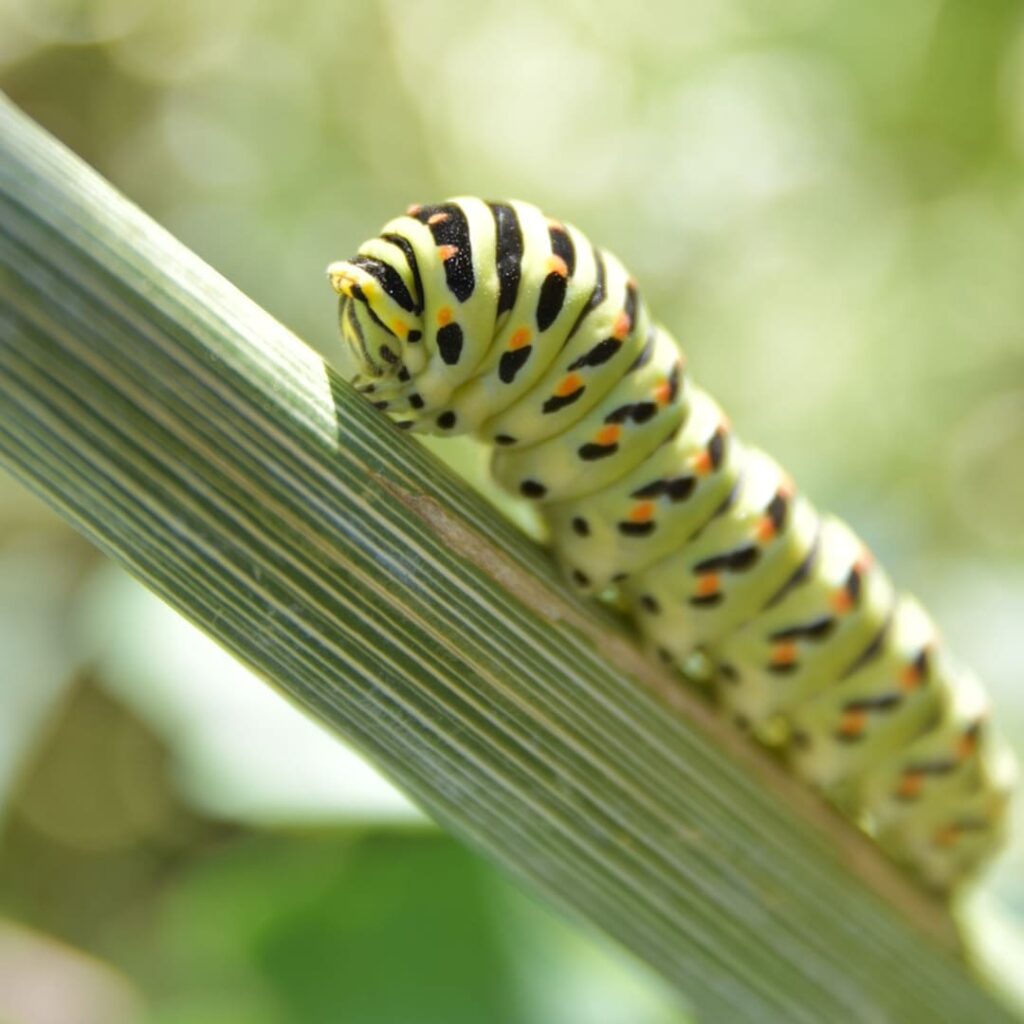 El niño que escudriña el secreto de la memoria de las mariposas 4 mariposas recuerdan experiencias de su vida como orugas