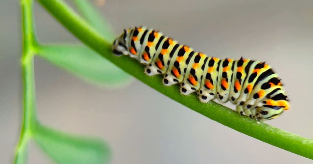 El niño que escudriña el secreto de la memoria de las mariposas 2 mariposas recuerdan experiencias de su vida como orugas