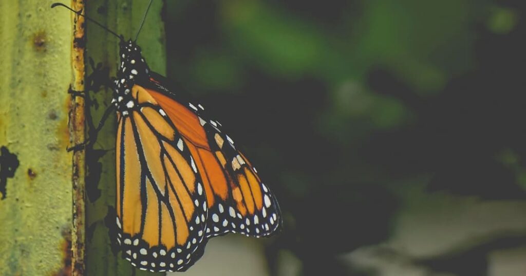 El niño que escudriña el secreto de la memoria de las mariposas 3 mariposas recuerdan experiencias de su vida como orugas