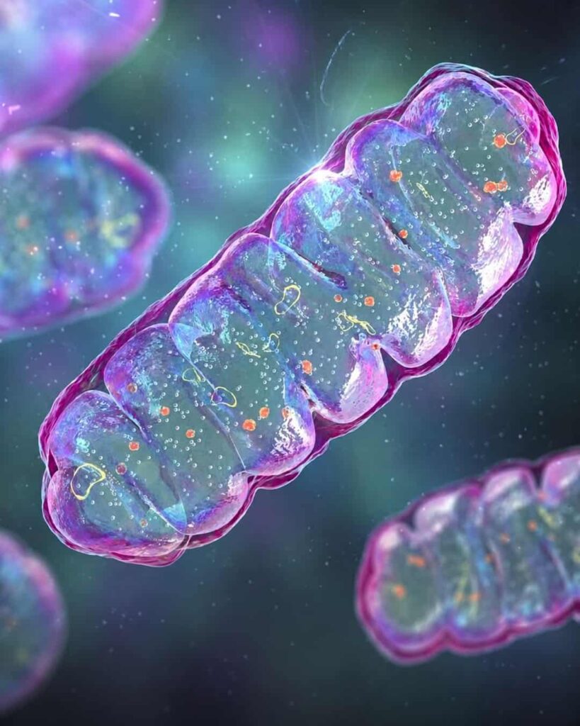 nanoflores de Texas A&M recargan mitocondrias