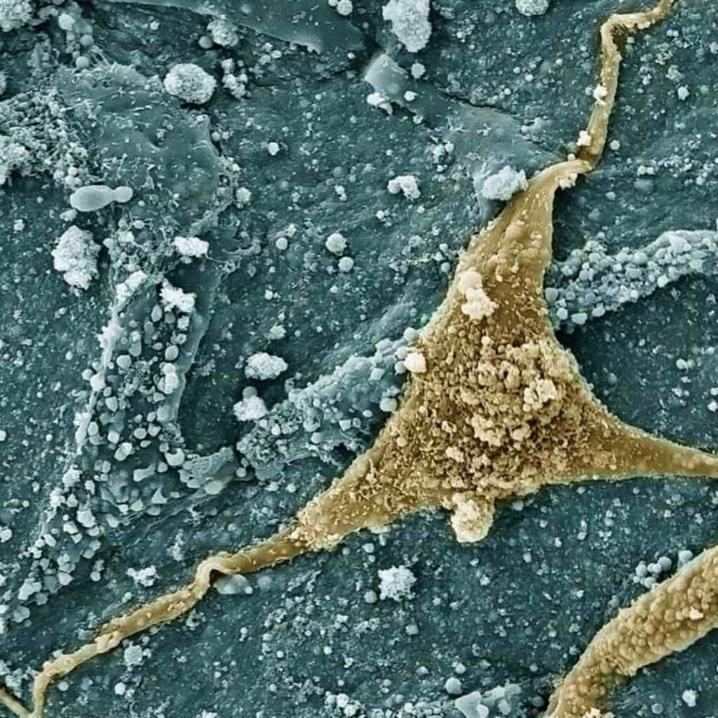 nanoflores de Texas A&M recargan mitocondrias