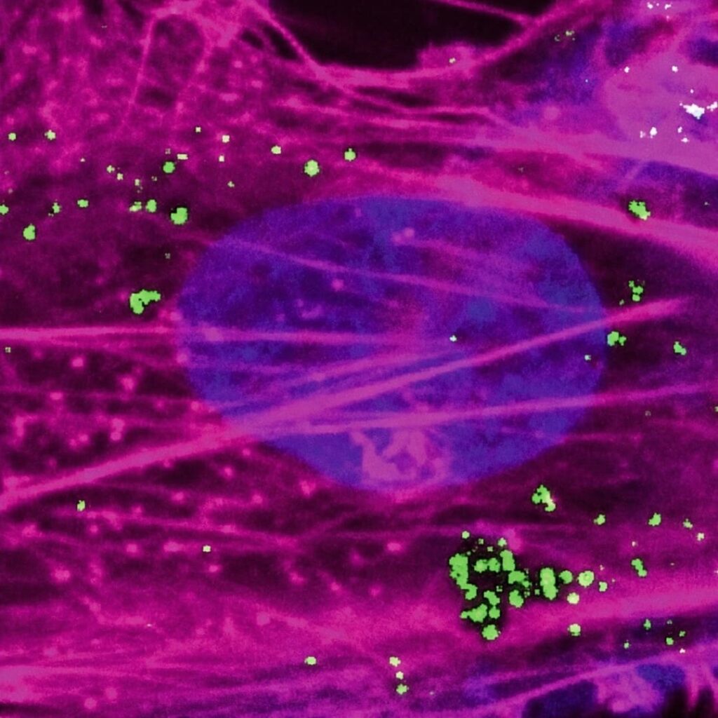 nanoflores de Texas A&M recargan mitocondrias