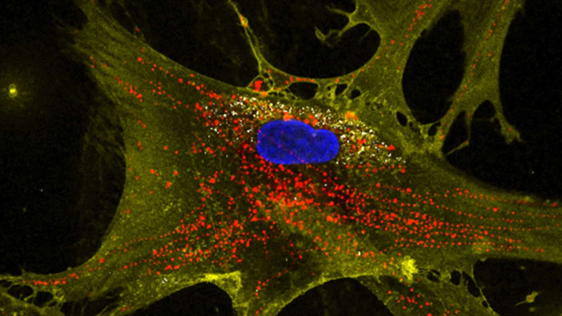 nanoflores de Texas A&M recargan mitocondrias