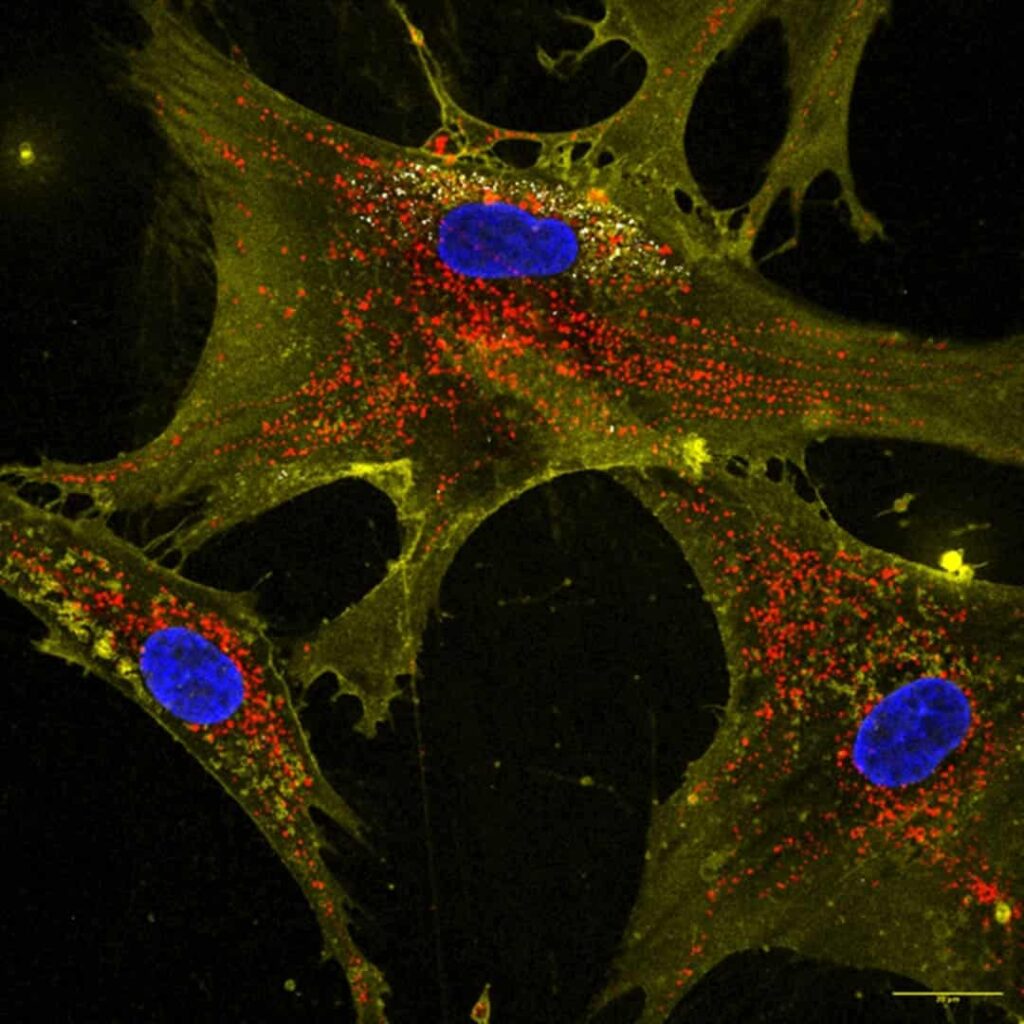 nanoflores de Texas A&M recargan mitocondrias