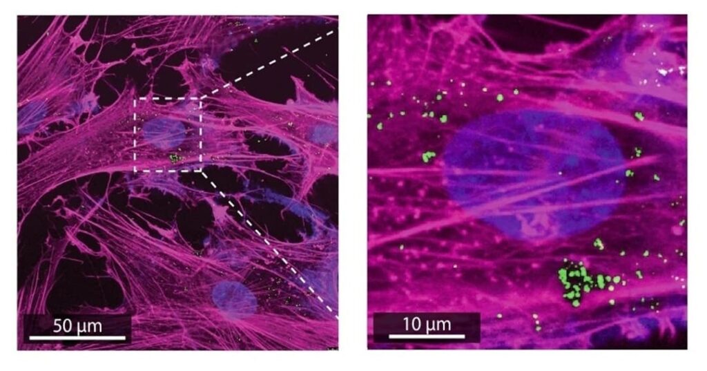 nanoflores de Texas A&M recargan mitocondrias