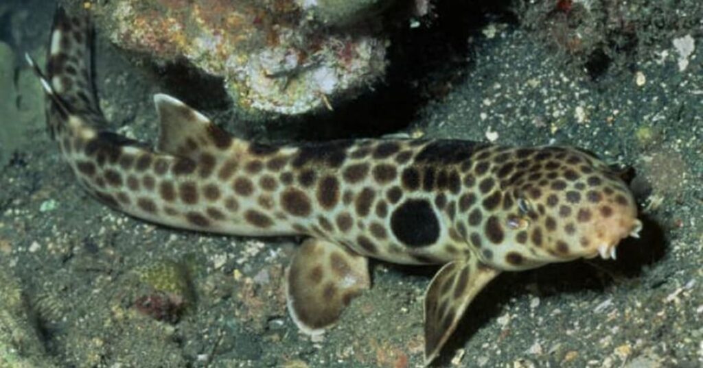 nueva especie de tiburón caminante descubierta