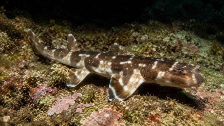 nueva especie de tiburón caminante descubierta