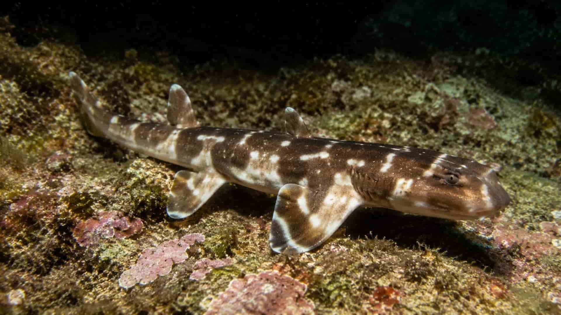 nueva especie de tiburón caminante descubierta