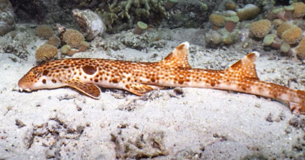 nueva especie de tiburón caminante descubierta