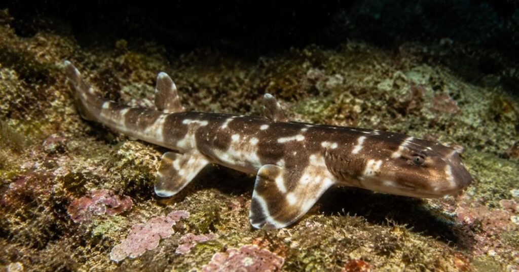 nueva especie de tiburón caminante descubierta