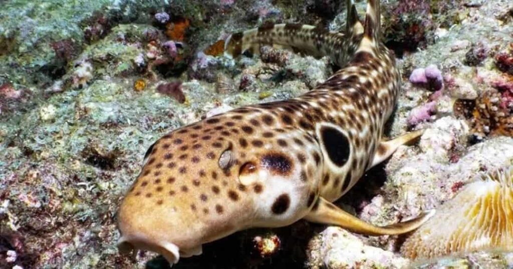 nueva especie de tiburón caminante descubierta