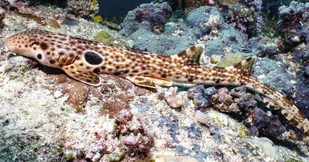 nueva especie de tiburón caminante descubierta