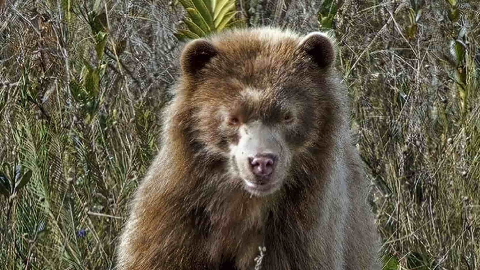 oso de anteojos dorado descubierto en los Andes