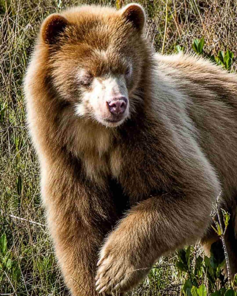 El fotógrafo que descubrió en los Andes al oso Paddington de verdad 5 oso de anteojos dorado descubierto en los Andes