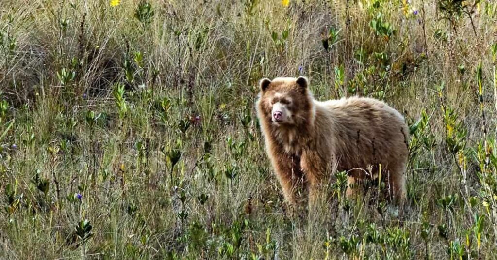 El fotógrafo que descubrió en los Andes al oso Paddington de verdad 1 oso de anteojos dorado descubierto en los Andes