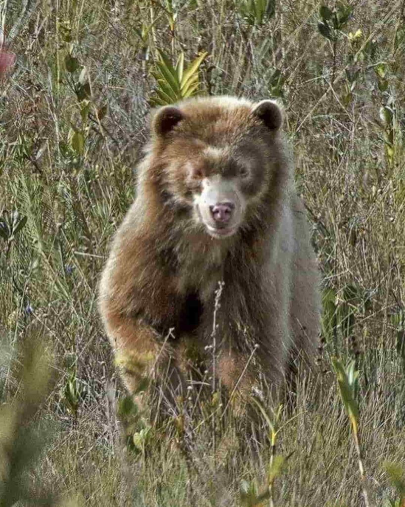 El fotógrafo que descubrió en los Andes al oso Paddington de verdad 3 oso de anteojos dorado descubierto en los Andes