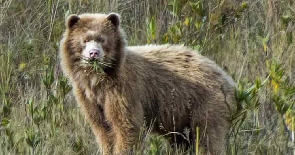 El fotógrafo que descubrió en los Andes al oso Paddington de verdad 6 oso de anteojos dorado descubierto en los Andes