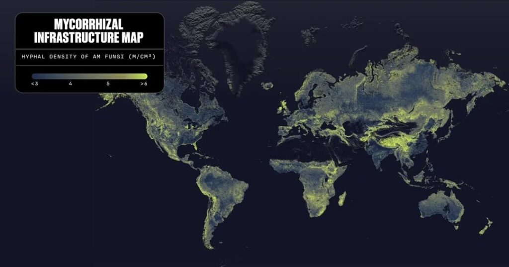 primer mapa global de las redes subterráneas de los hongos