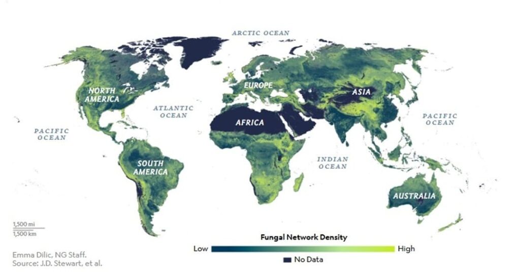 primer mapa global de las redes subterráneas de los hongos