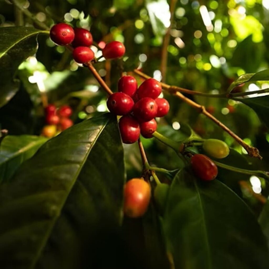 primera sede latinoamericana del World of Coffee