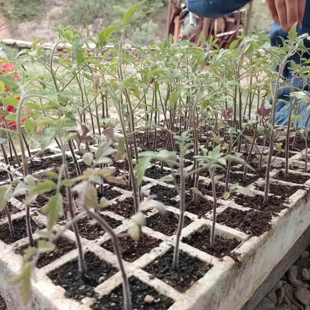 Las semillas olvidadas del Pirineo que están cambiando el futuro rural 3 proyecto Pueblos con Semilla recupera variedades agrícolas