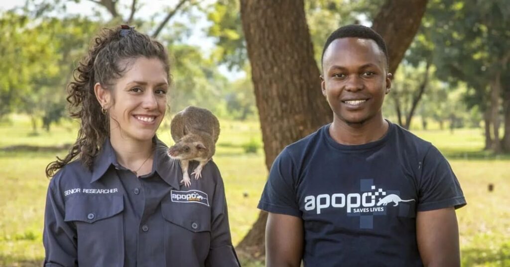 APOPO entrena ratas con mochilas tecnológicas para rescatar vidas bajo escombros 4 ratas con mochilas inteligentes de APOPO