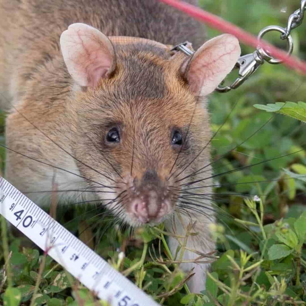 APOPO entrena ratas con mochilas tecnológicas para rescatar vidas bajo escombros 5 ratas con mochilas inteligentes de APOPO