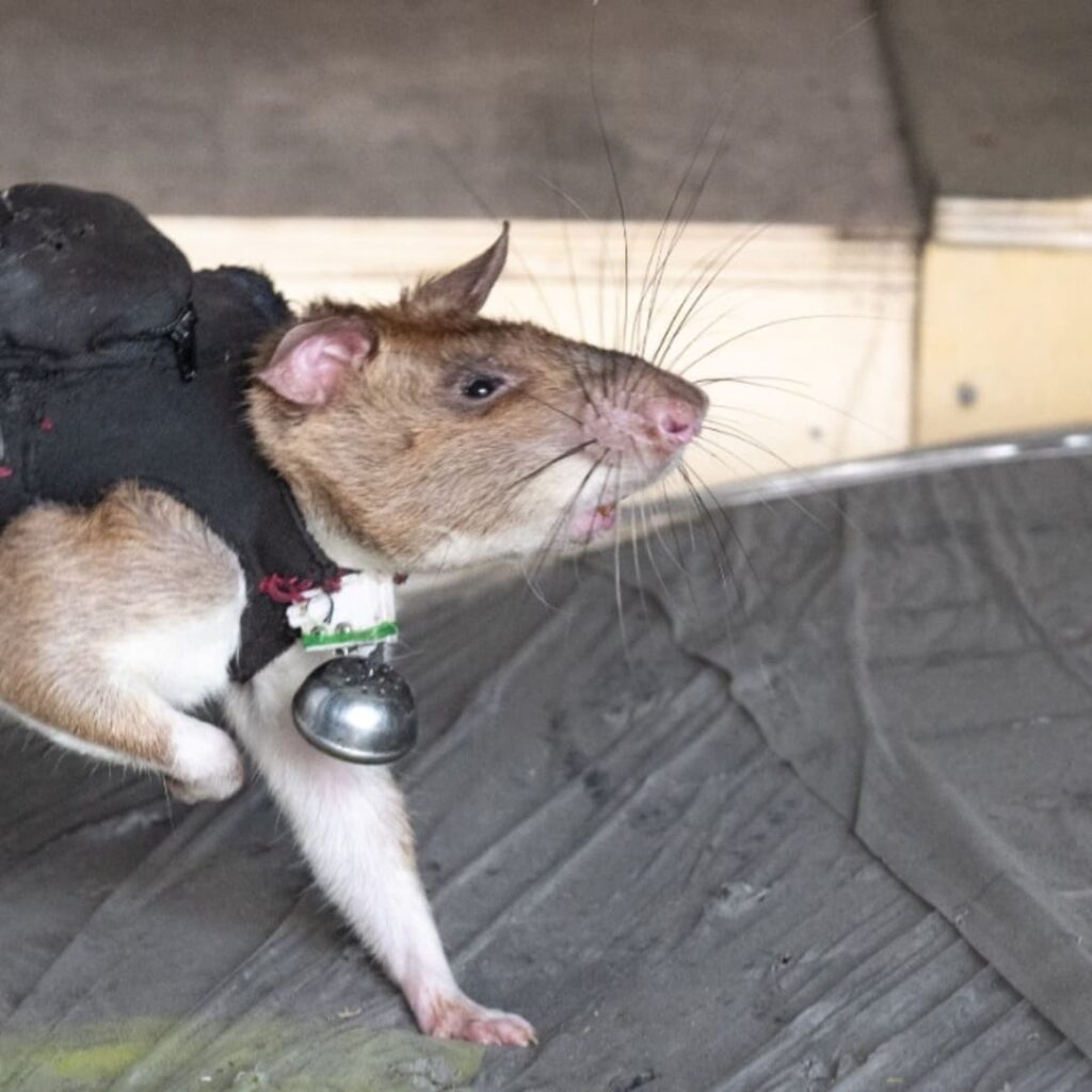 APOPO entrena ratas con mochilas tecnológicas para rescatar vidas bajo escombros 2 ratas con mochilas inteligentes de APOPO