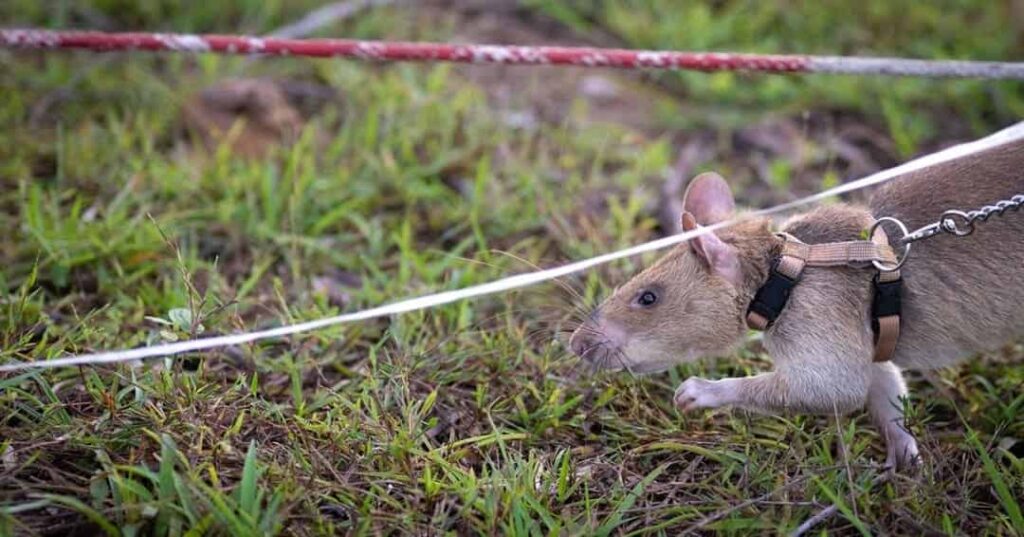APOPO entrena ratas con mochilas tecnológicas para rescatar vidas bajo escombros 3 ratas con mochilas inteligentes de APOPO