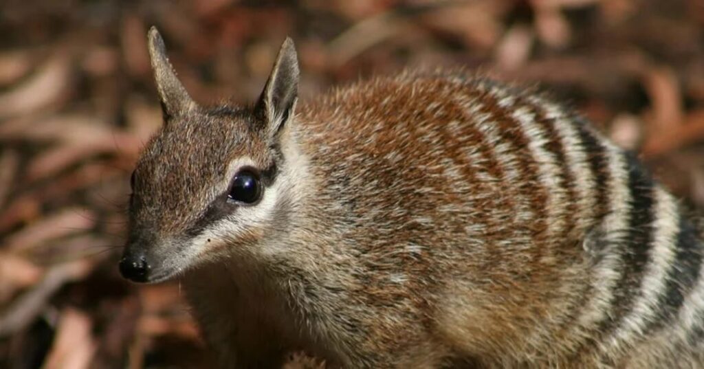 recuperación del numbat en Australia