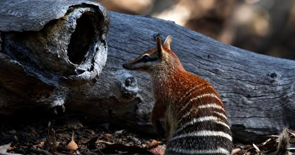 recuperación del numbat en Australia