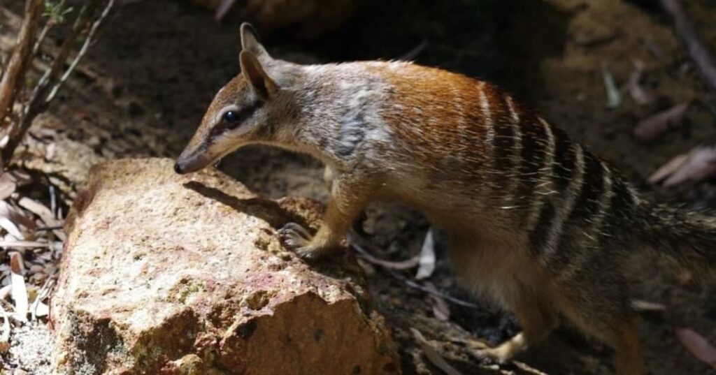 recuperación del numbat en Australia